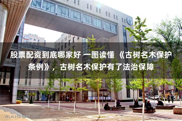 股票配资到底哪家好 一图读懂 《古树名木保护条例》，古树名木保护有了法治保障