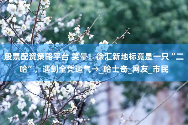 股票配资策略平台 笑晕！徐汇新地标竟是一只“二哈”，遇到全凭运气→_哈士奇_网友_市民